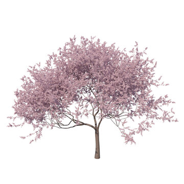 Cherry blossom tree sakura isolated transparent background photo realistic 3d rendering PNG 16 bit with alpha channel
