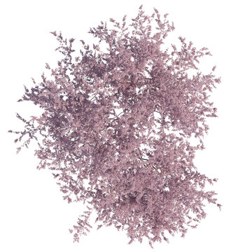Cherry blossom tree sakura top view isolated transparent background photo realistic 3d rendering PNG 16 bit with alpha channel
