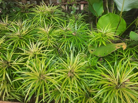 miagos bush or ararea plant