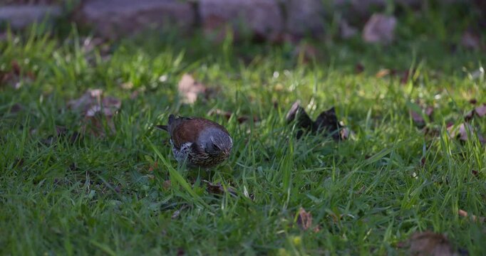 Fieldfare foraging in green grass hunting earthworms and eating prey, close up, slow motion, wildlife scene