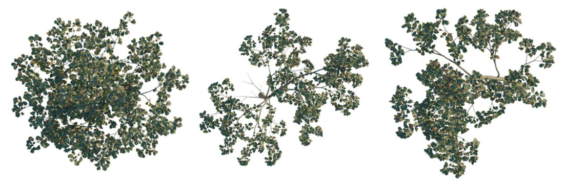 Alnus cremastogyne tree plan, top view, cutout, transparent background, isolate, Green tree foliage texture, abstract natural background, detailed leaves pattern, organic design element