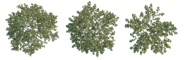 Obraz premium Broussonetia papyrifera tree plan, top view, cutout, transparent background, isolate, Aerial view of lush green forest canopy, vibrant ecosystem, nature's beauty, aerial photography