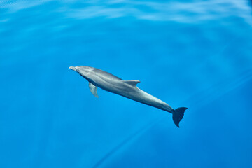 Dolphins in the open sea swam to the yacht. July 2019 © Marina Dubin
