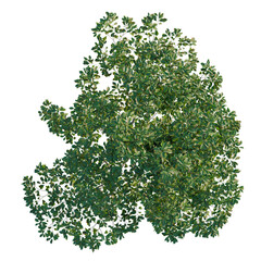Obraz premium Cinnamomum camphora tree plan, top view, cutout, transparent background, isolate, Greenery leaf texture, foliage background, tropical leaf pattern, natural wallpaper, closeup