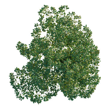Cinnamomum camphora tree plan, top view, cutout, transparent background, isolate, Greenery leaf texture, foliage background, tropical leaf pattern, natural wallpaper, closeup