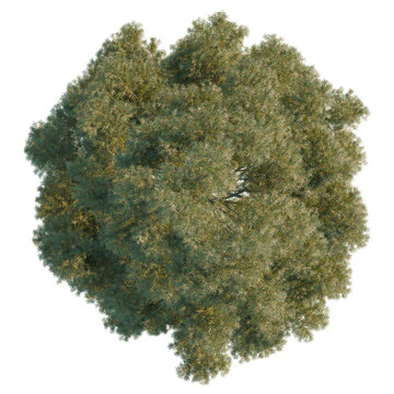 Cunninghamia lanceolata tree plan, top view, cutout, transparent background, isolate, Detailed aerial view of a lush green forest canopy, showcasing vibrant natural beauty.