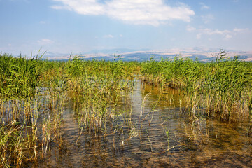Fototapeta premium Kinneret Lake - Sea of Galilee coastal strip with bushes July 2019