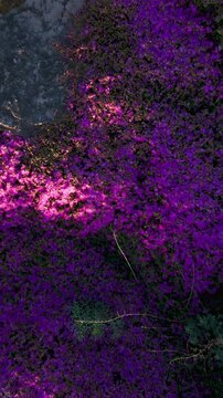 Purple Wildflower Carpet on Rocky Hillside in Sunlight. Top down aerial rise