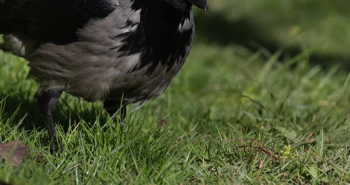 Hooded crow walking toward camera in natural green background and then taking off into flight, close up, slow motion, wildlife scene