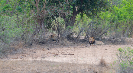 Löwe im Busch vom Krüger National Park - Kruger Nationalpark Südafrika © Natascha