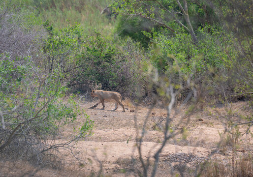 Lioness or Lion in the bush of Kruger National Park South Africa