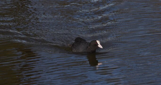 Eurasian coot and male mallard duck swimming parallel across calm water as the camera smoothly shifts focus from the coot to the drake, capturing natural wildlife behavior in slow motion