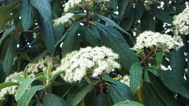 Viburnum rhytidophyllum or leatherleaf viburnum is species of flowering plant in Viburnaceae. Vigorous, coarsely textured evergreen shrub with fragrant creamy-white flowers bloom in cluster in spring.