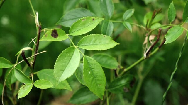 Close-up rose leaves with black spot showcasing signs of disease and environmental stress. Rose hip damage. Garden problems. Plants care. Fungal disease of roses caused by the fungus Marssonina rosae.