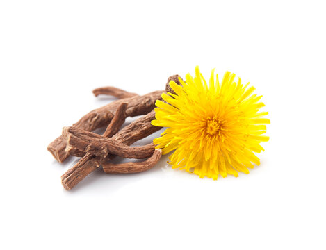 Dandelion root