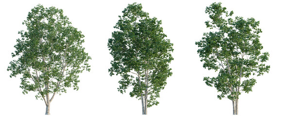 Fototapeta premium Betula platyphylla tree, elevation, front view, cutout, transparent background, isolate, Delicate cherry blossoms branch detail, springtime floral pattern, elegant pink blossom closeup