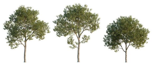 Cinnamomum burmannii tree, elevation, front view, cutout, transparent background, isolate, Beautiful green eucalyptus tree isolated on a white background. Perfect for graphic design. © DH Tree Stock