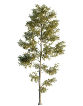 Cunninghamia lanceolata tree, elevation, front view, cutout, transparent background, isolate, Detailed close-up of a green fern plant, lush foliage, nature's beauty, vibrant detail