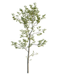 Obraz premium Cyclobalanopsis glauca tree, elevation, front view, cutout, transparent background, isolate, Single tree with green leaves, detailed branch structure, natural landscape, peaceful scenery