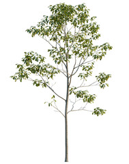 Obraz premium Cyclobalanopsis glauca tree, elevation, front view, cutout, transparent background, isolate, Green leaf texture, close up of plant foliage, nature background, spring concept
