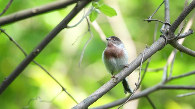 Silver-throated Bushtit Feeding Chick On Tree Limb