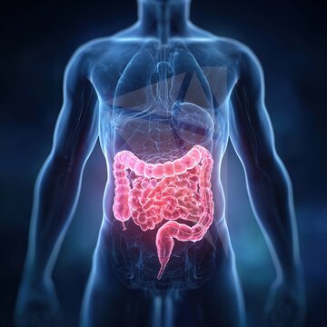 colorectal cancer
colon cancer
rectal cancer
large intestine
intestinal tumor
bowel cancer
gastrointestinal disease
digestive system
colon anatomy
rectum structure
intestinal lesion
malignant tumor
