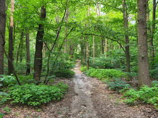 Fototapeta premium Path through the foliage. A road through a dense forest