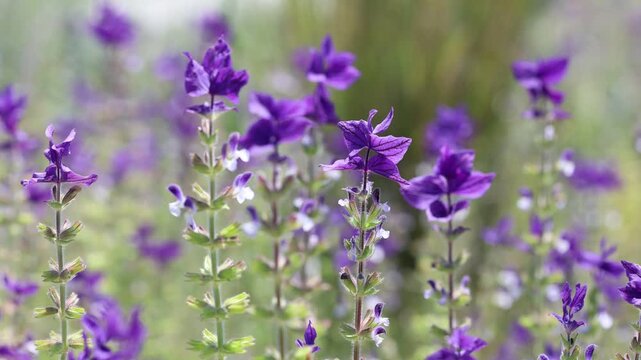 Flowers of Salvia viridis, also known as Painted Sage, in spring