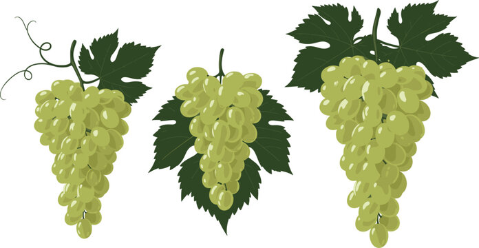 Illustration of Green Grapes with Vines and Leaves on a Solid White Background"