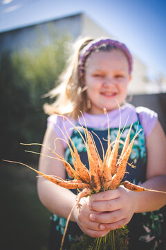 Child holding freshly harvested carrots from garden