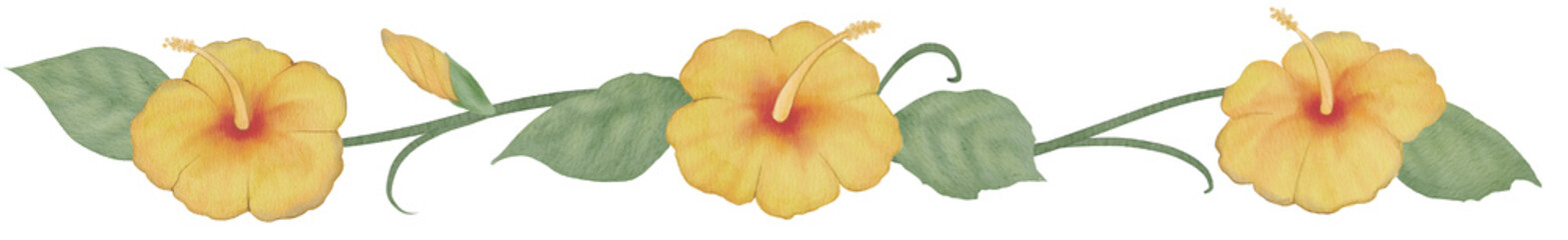 Watercolor yellow hibiscus horizontal line border with leaves and vines, hand painted tropical flower frame on transparent background for summer designs300dpi © URU