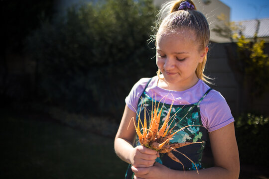 Young girl harvesting fresh carrots from home garden