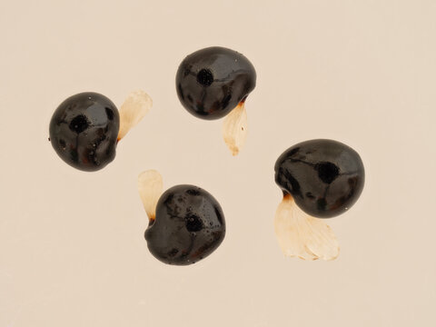 Makroaufnahme der Samen des Gefingerten Lerchensporns (Corydalis solida) vor neutralem Hintergrund. An dem Samen befindet sich ein gelbes Eliaosom.