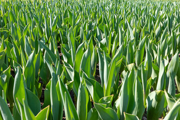 Obraz premium A dense field of emerging green tulip leaves bathed in bright morning sunlight, showcasing a lush, rhythmic pattern of spring growth and vibrant botanical texture.