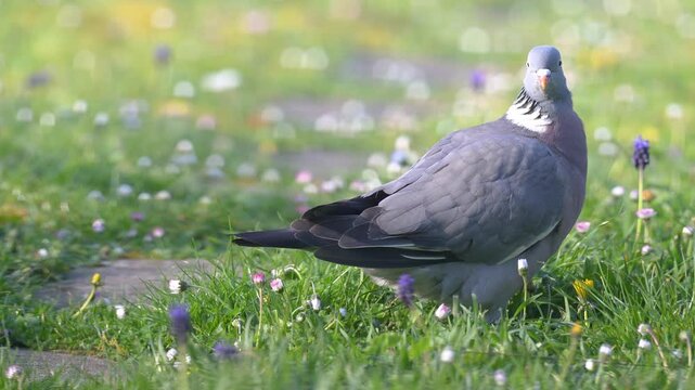 Portrait of a male Wood pigeon observing, defecating and eating grass in a domestic garden. Columba palumbus, Indre-et-Loire 37, r&eacute;gion Centre-Val de Loire, France, European Union, Europe