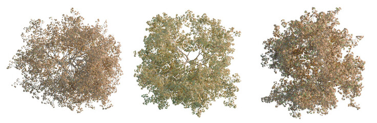 Naklejka premium Acer truncatum tree plan, top view, cutout, transparent background, isolate, Detailed Close-up of a Lush Green Tree Branch with Vibrant Foliage and Natural Texture