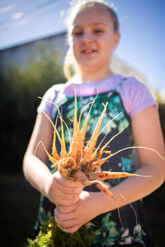 Child holding freshly harvested carrots from home garden