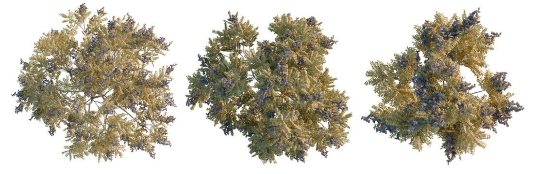 Koelreuteria paniculata tree plan, top view, cutout, transparent background, isolate, Detailed aerial view of lush green tree canopy with vibrant foliage and natural textures.