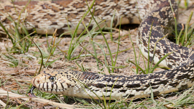 Large Bullsnake Slithering Through Grass