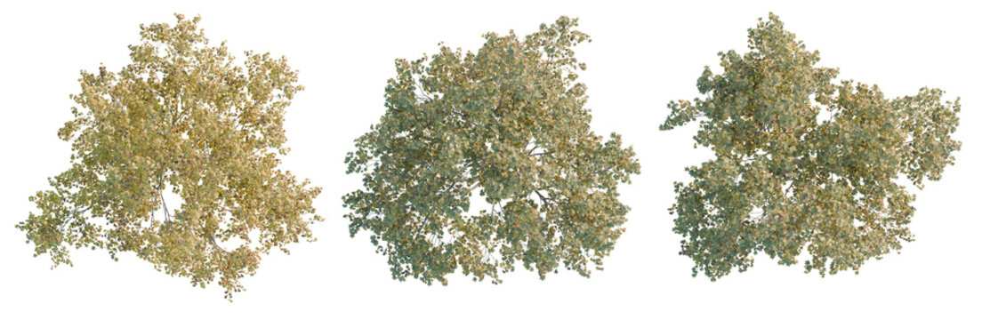 Platanus orientalis tree plan, top view, cutout, transparent background, isolate, Detailed aerial view of lush green forest canopy, aerial perspective showcasing nature's grandeur.