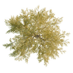 Salix matsudana tree plan, top view, cutout, transparent background, isolate, Delicate Green Branch with Tiny Leaves, Detailed Botanical Illustration for Spring Design © DH Tree Stock