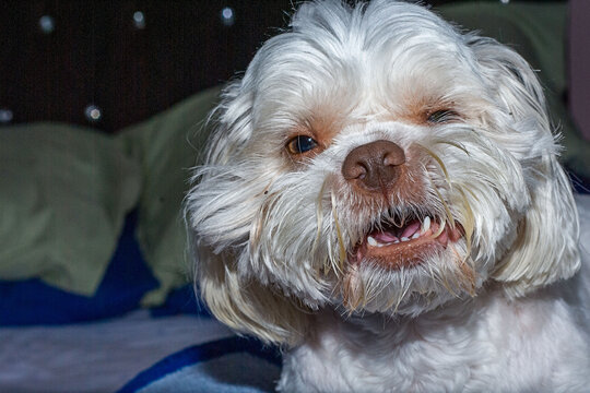Cachorro acordando 