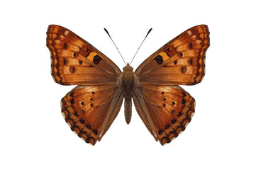 Fototapeta premium Orange brown butterfly with open wings transparent background