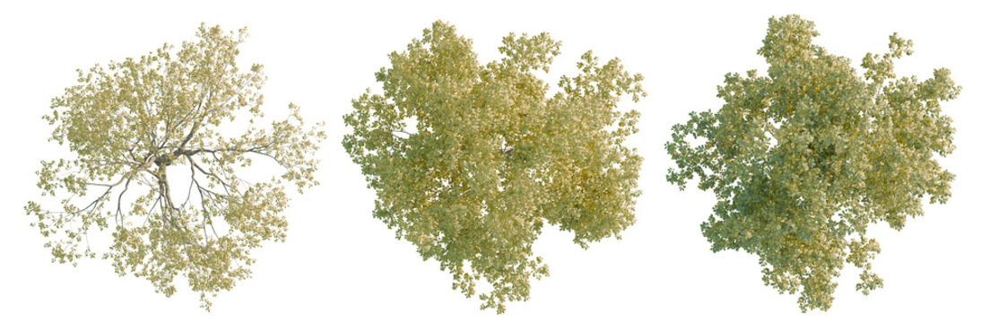 Ulmus changii tree plan, top view, cutout, transparent background, isolate, Detailed Green Tree Branch with Leaves, High-Resolution Image for Nature and Botanical Design