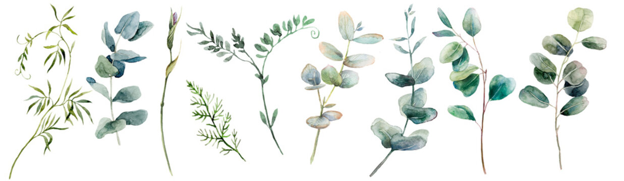 Elegant Watercolor Eucalyptus & Botanical Branches &mdash; Fresh Greenery Border