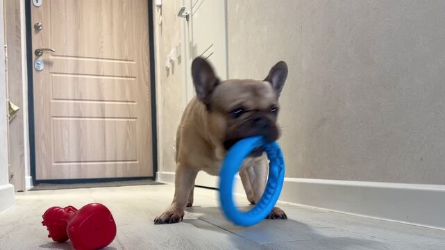A fawn-colored French bulldog dog in a close-up home environment.Video 4k