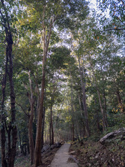Fototapeta premium Tranquil concrete path winding through a sun-drenched, towering forest. Dappled light illuminates the lush canopy and tall tree trunks, creating a serene woodland escape.