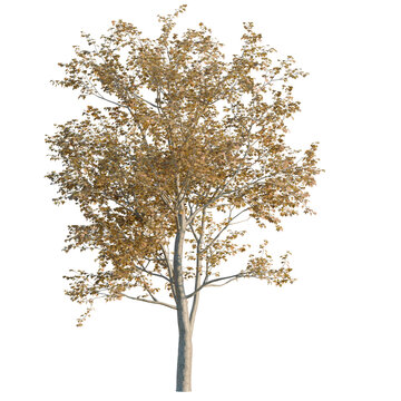 Platanus orientalis tree, elevation, front view, cutout, transparent background, isolate, Detailed close-up of a beautiful birch tree trunk with textured bark, scenic nature