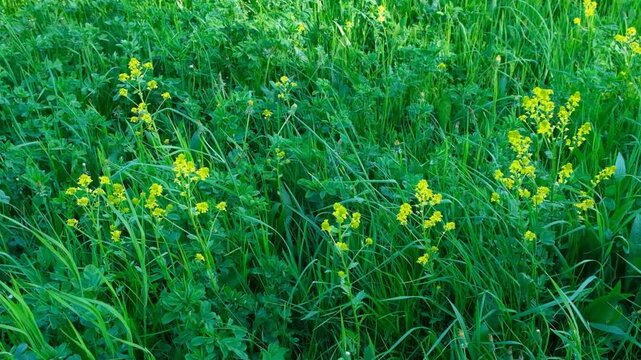 Wild Mustard Plant Swaying in Meadow Grass