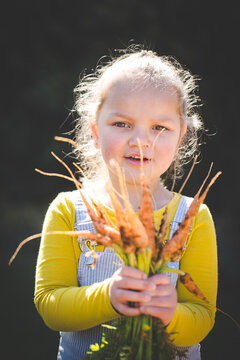 Young child holding freshly harvested carrots